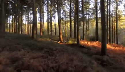 Forest image 3.gif