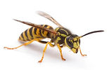 yellow jacket problem