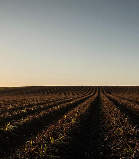 Florida agricultural landscape