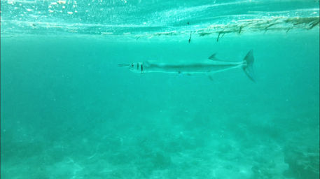 комодские острова16.jpg