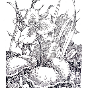 Untitled_Artwork 4.PNG