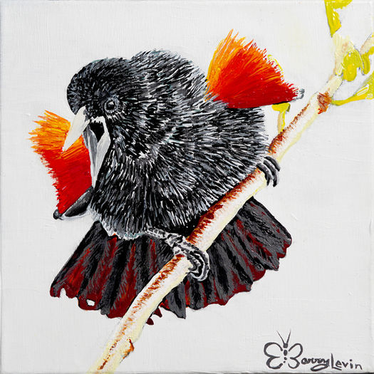 Red-winged Blackbird (study)