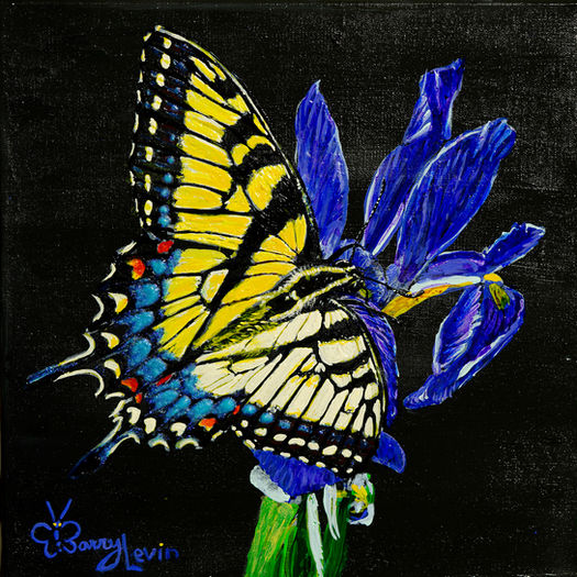 Eastern Tiger Swallowtail (study 2)