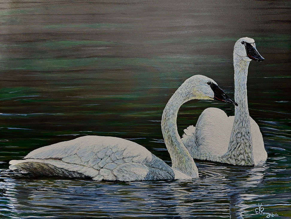 Trumpeter Swans.jpg