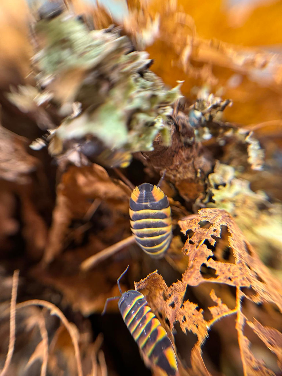 Miniatyrbilde: Ardentiella sp. Ember Bee 15