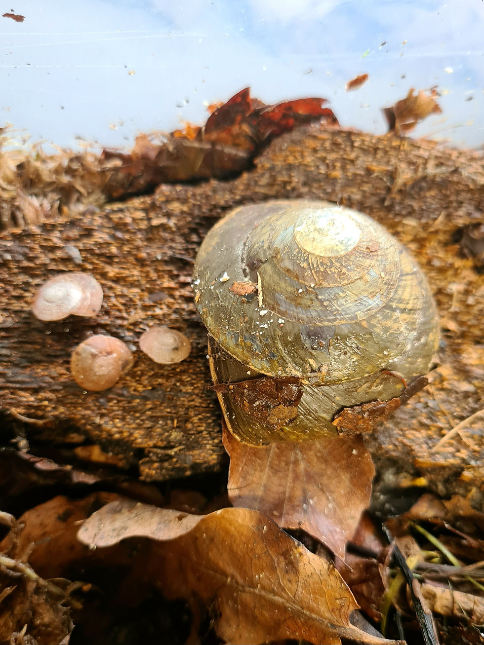 Miniatyrbilde: Pleurodonte Excellens unger 2 til 3cm. 1stk.