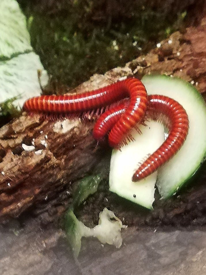 Miniatyrbilde: Centrobolus Splendidus. Unger 1 stk. 3 til 5 cm.