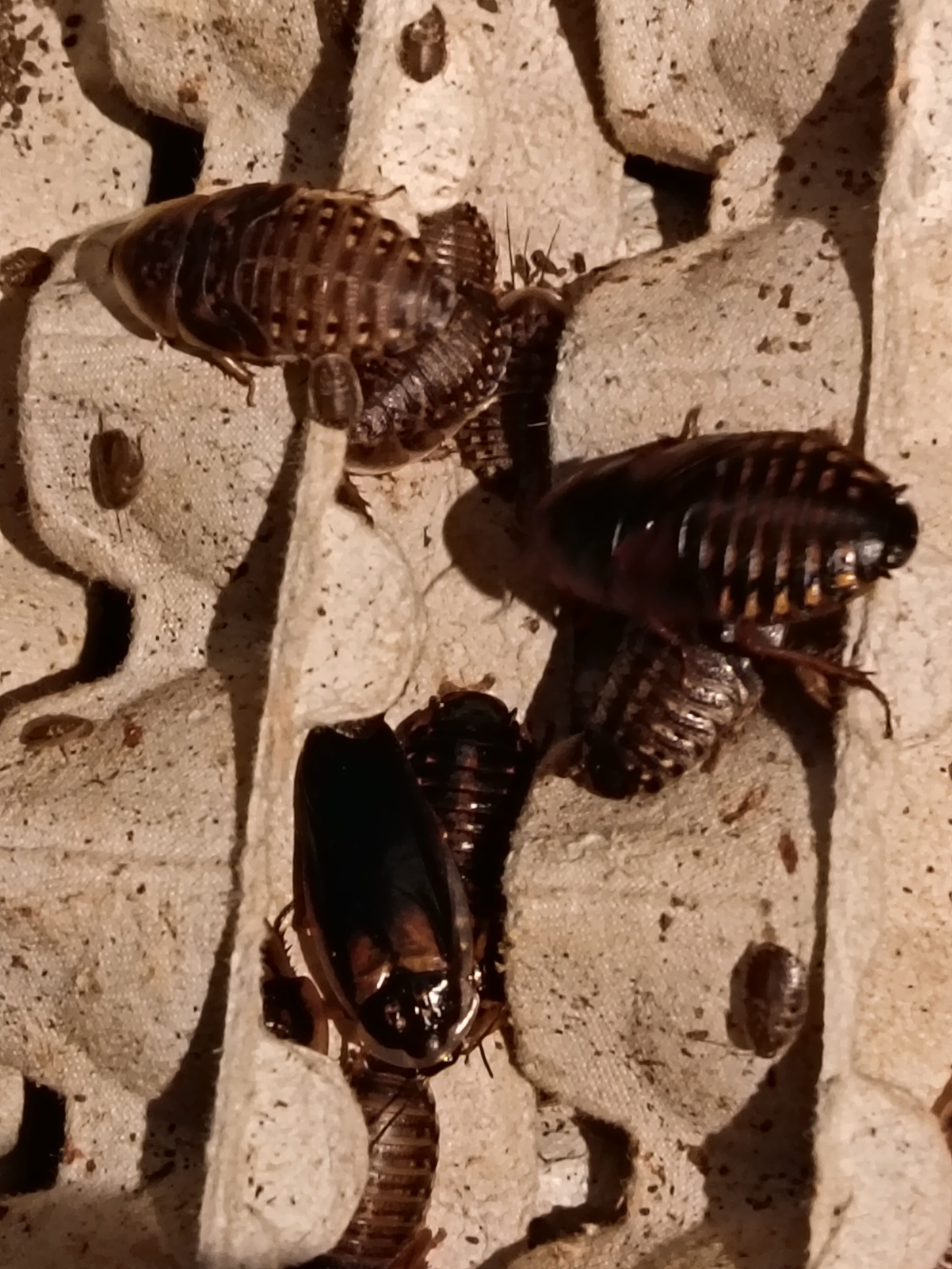 Blaptica Dubia, Dubia kakkerlakk, alle størrelser. 25 stk. Spør om pris.
