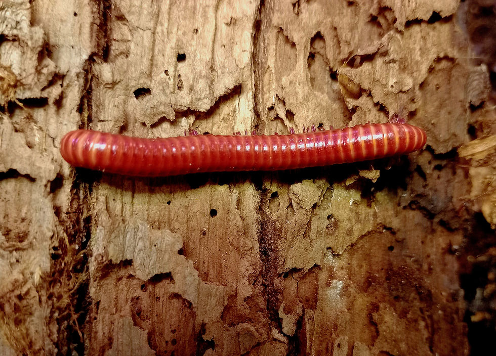 Miniatyrbilde: Centrobolus Splendidus. Unger 1 stk. 3 til 5 cm.