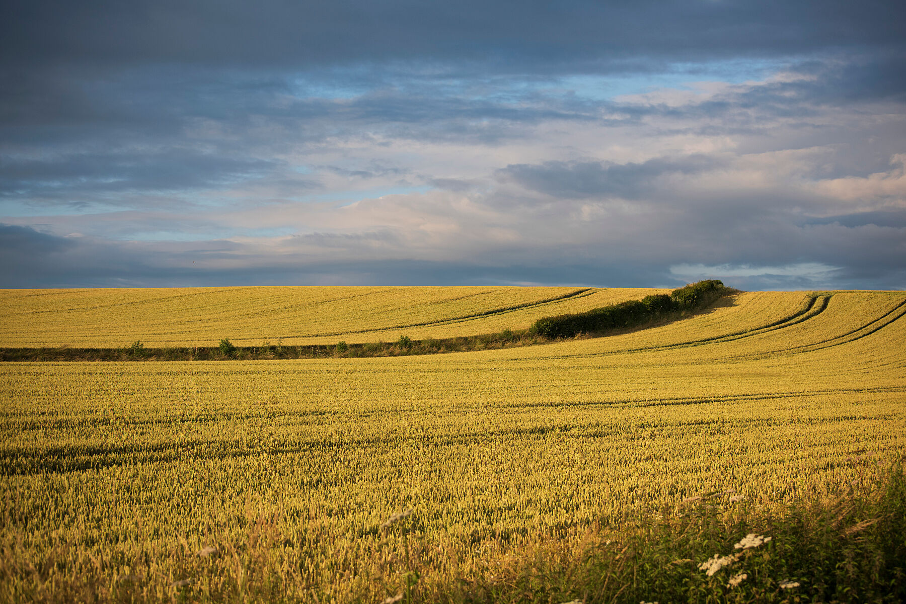 Yellow fields