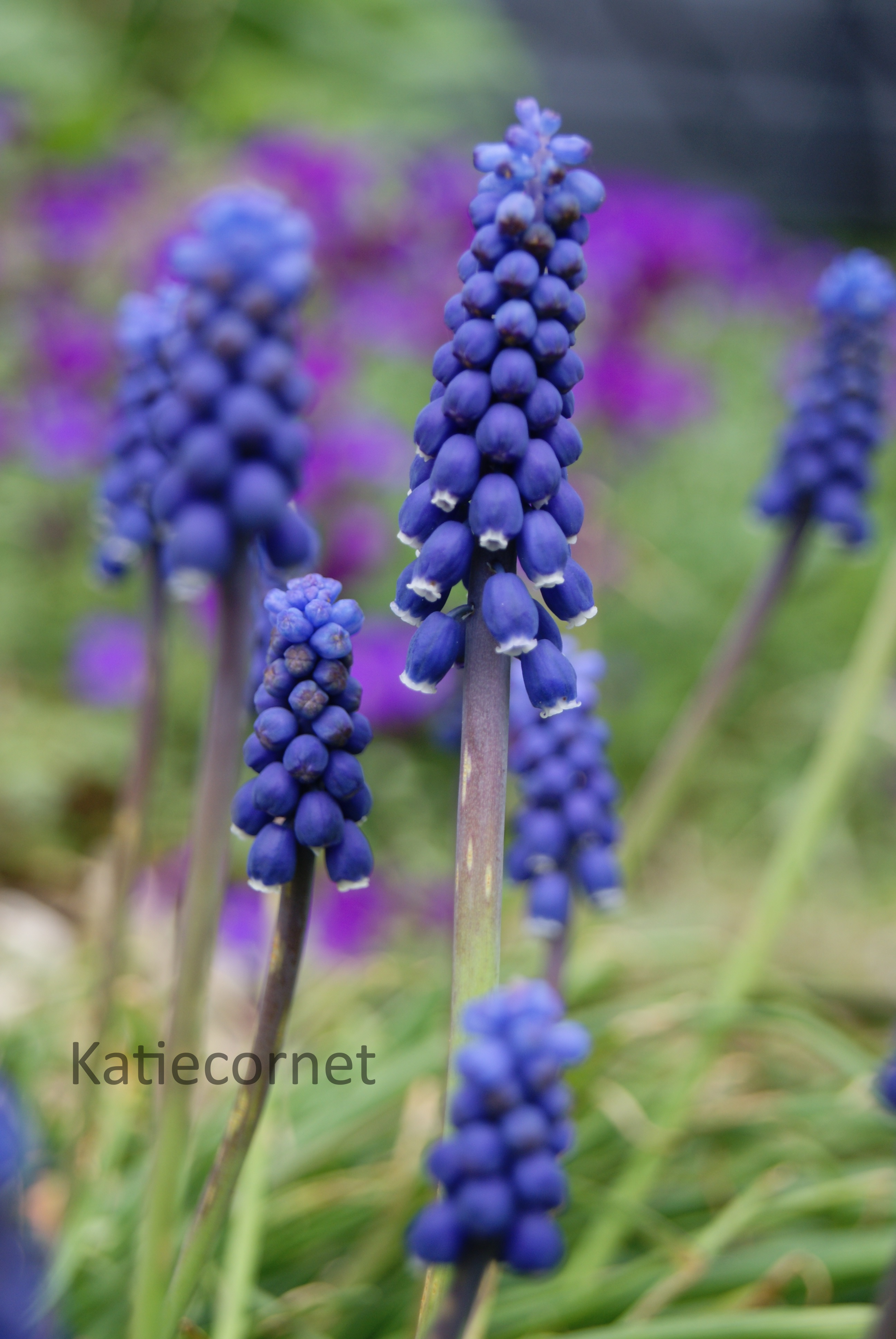 2. Grape Hyacinths