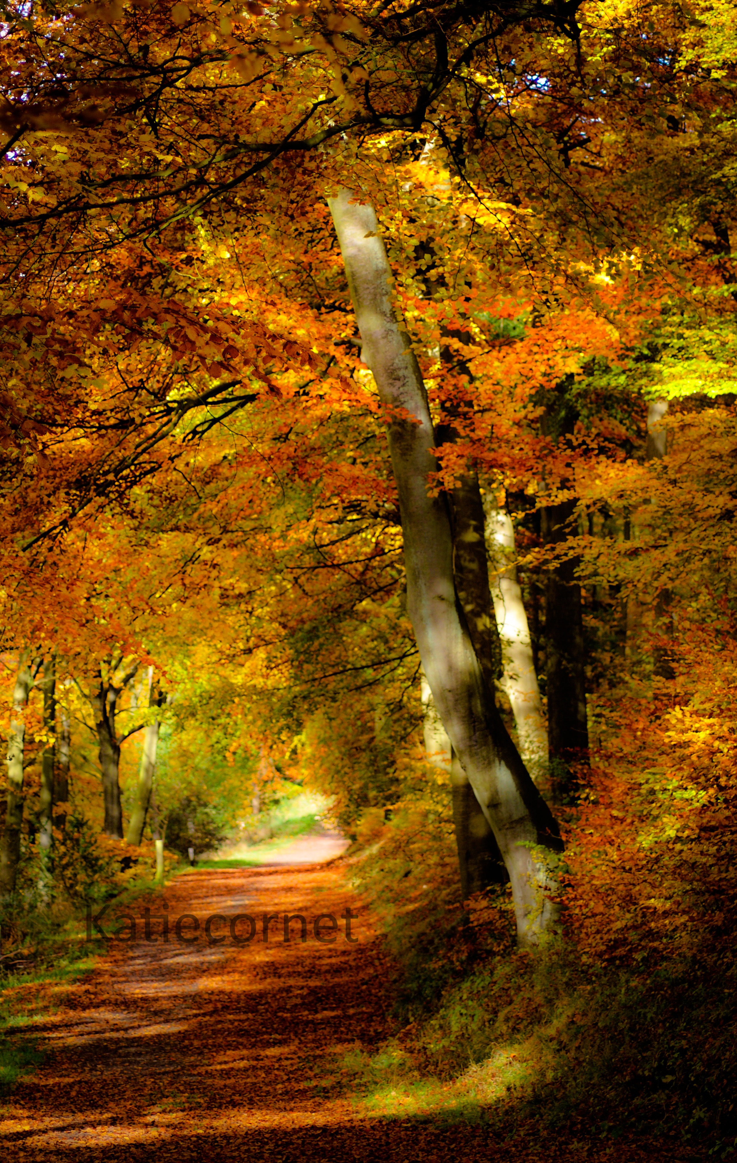 13.Path at Wendover Woods in Autumn