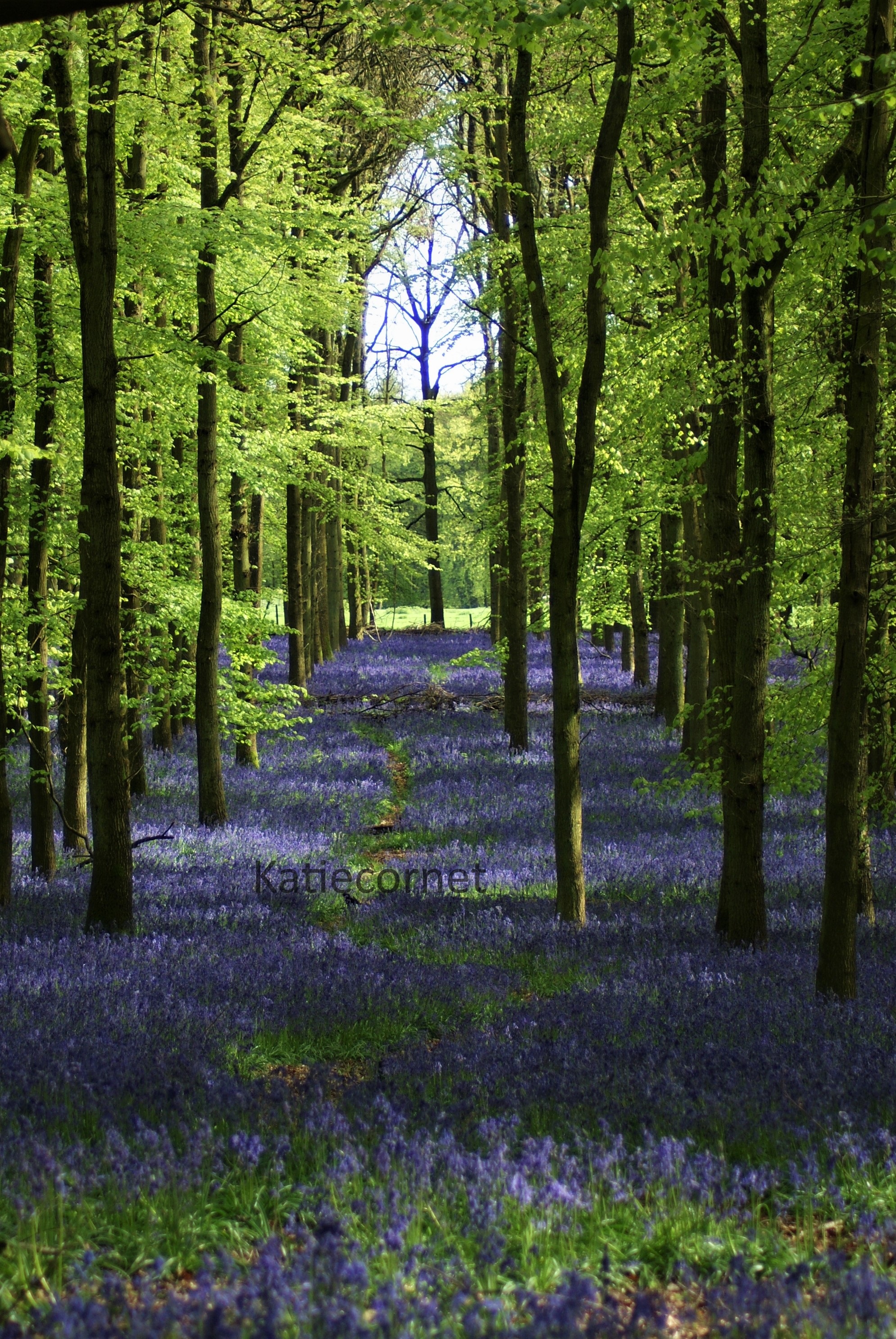 25. Tree Cathedral Window, Bluebells