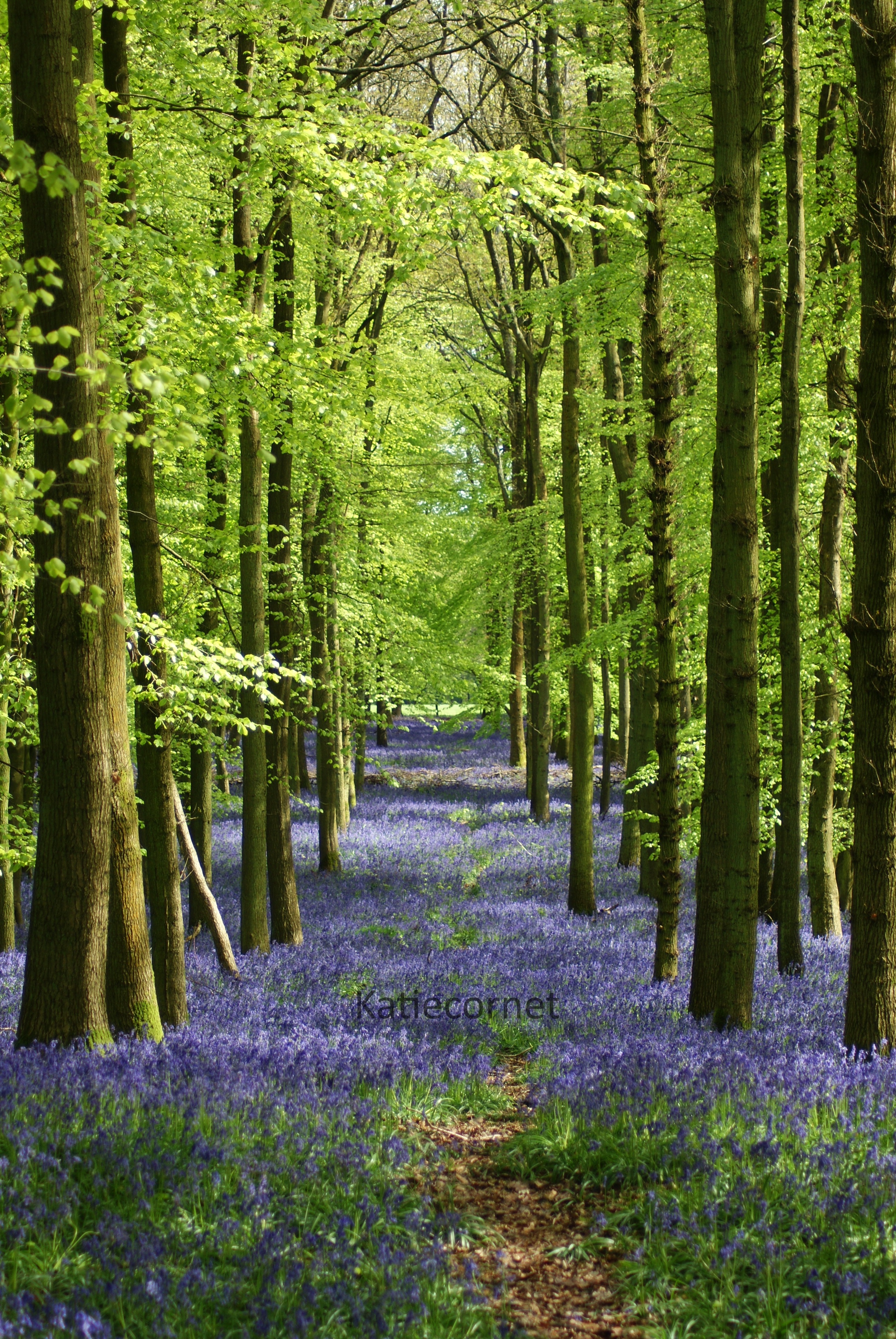 2 Bluebell carpet at Dockey woods.