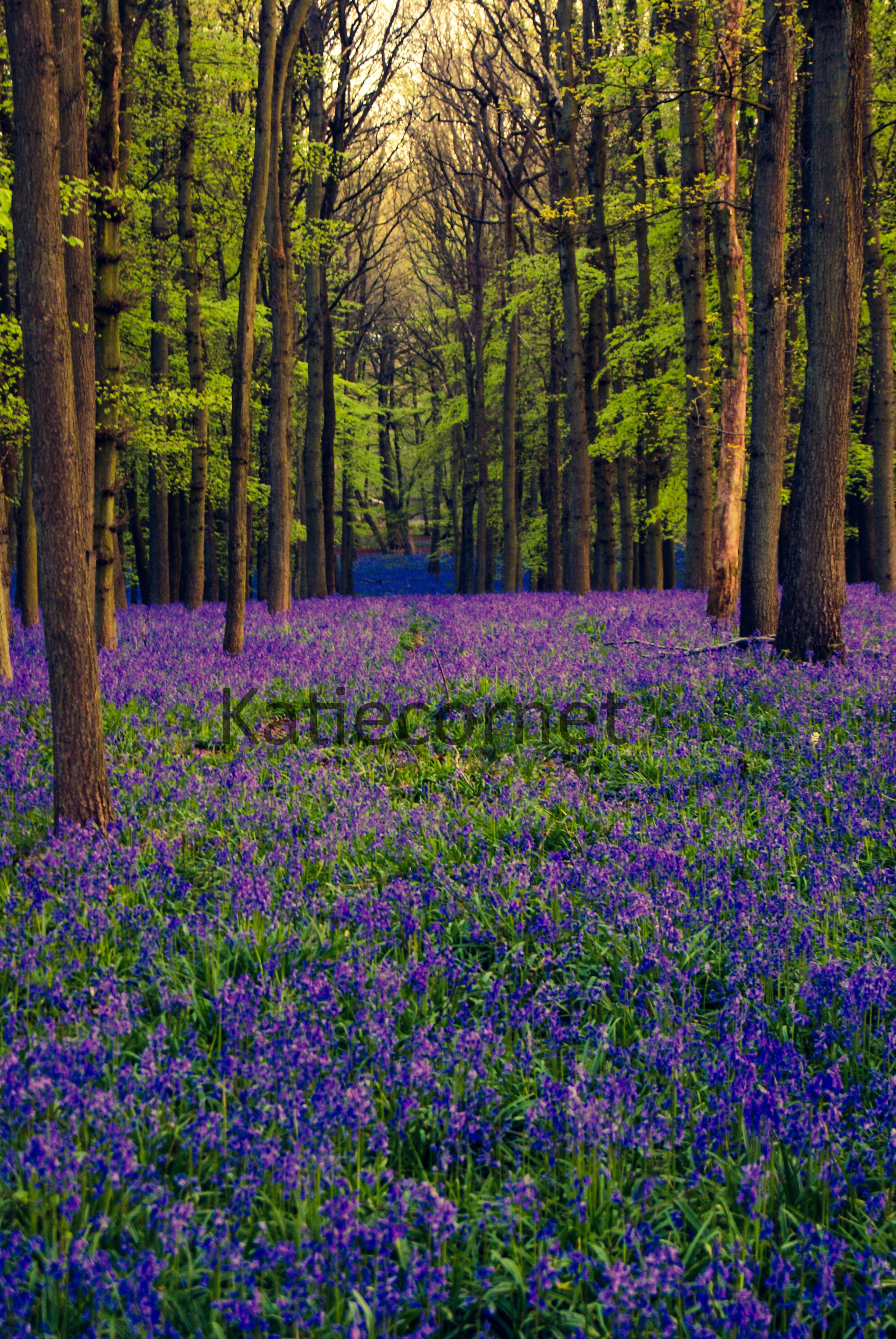 14.Bluebell Haze