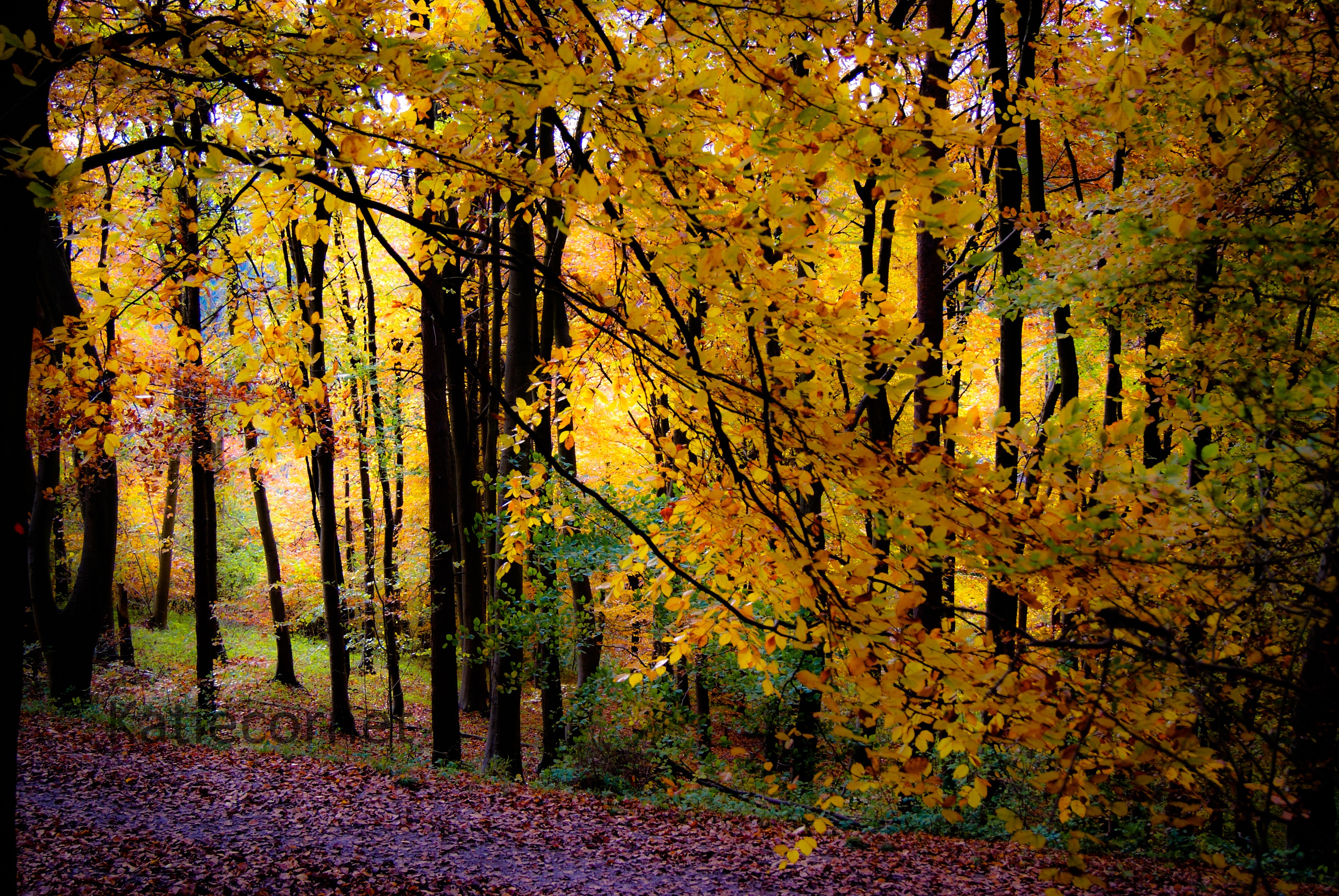 8.Autumn Dream , Wendover woods