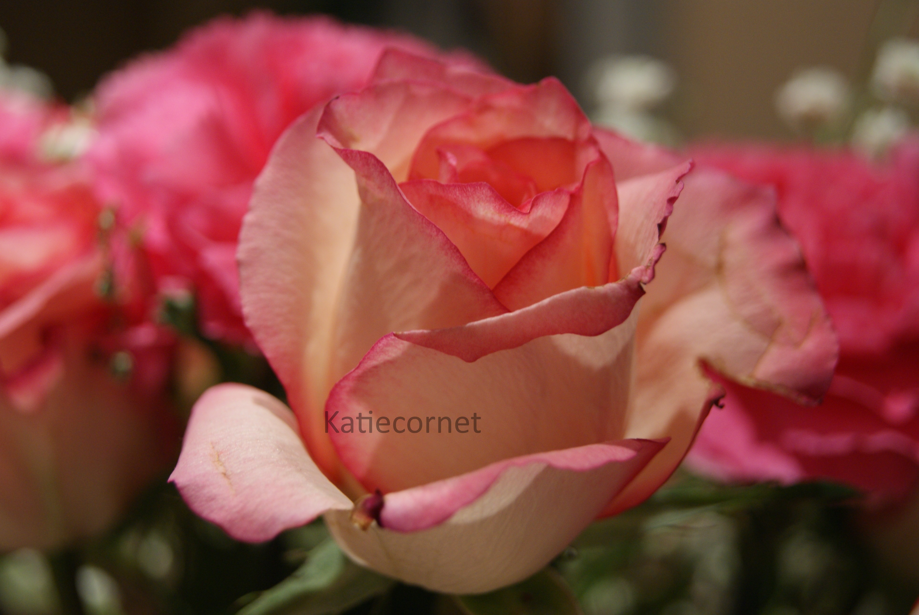 5.Peachy Rose.