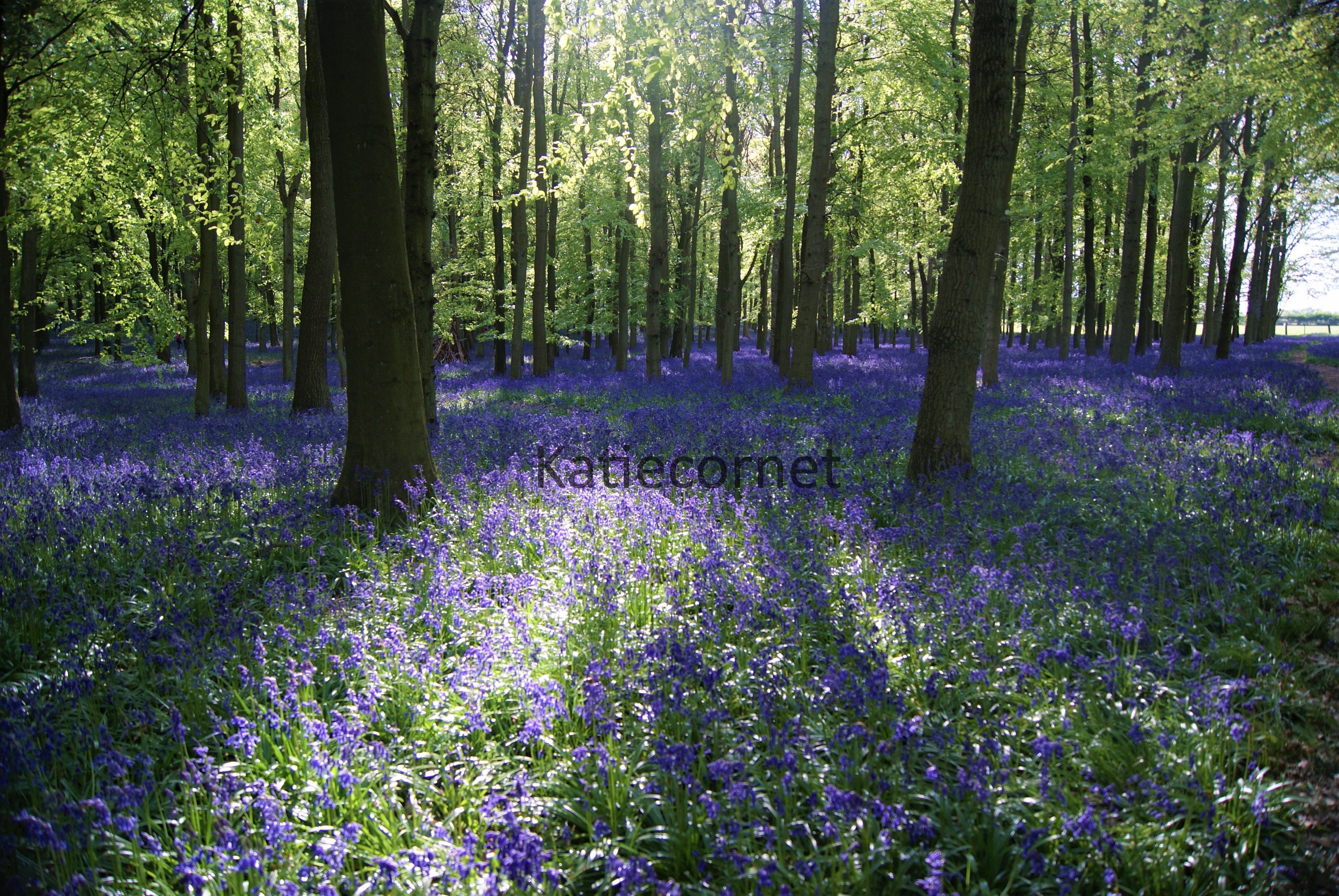 15. Bluebells at Dockey Wood at Dusk