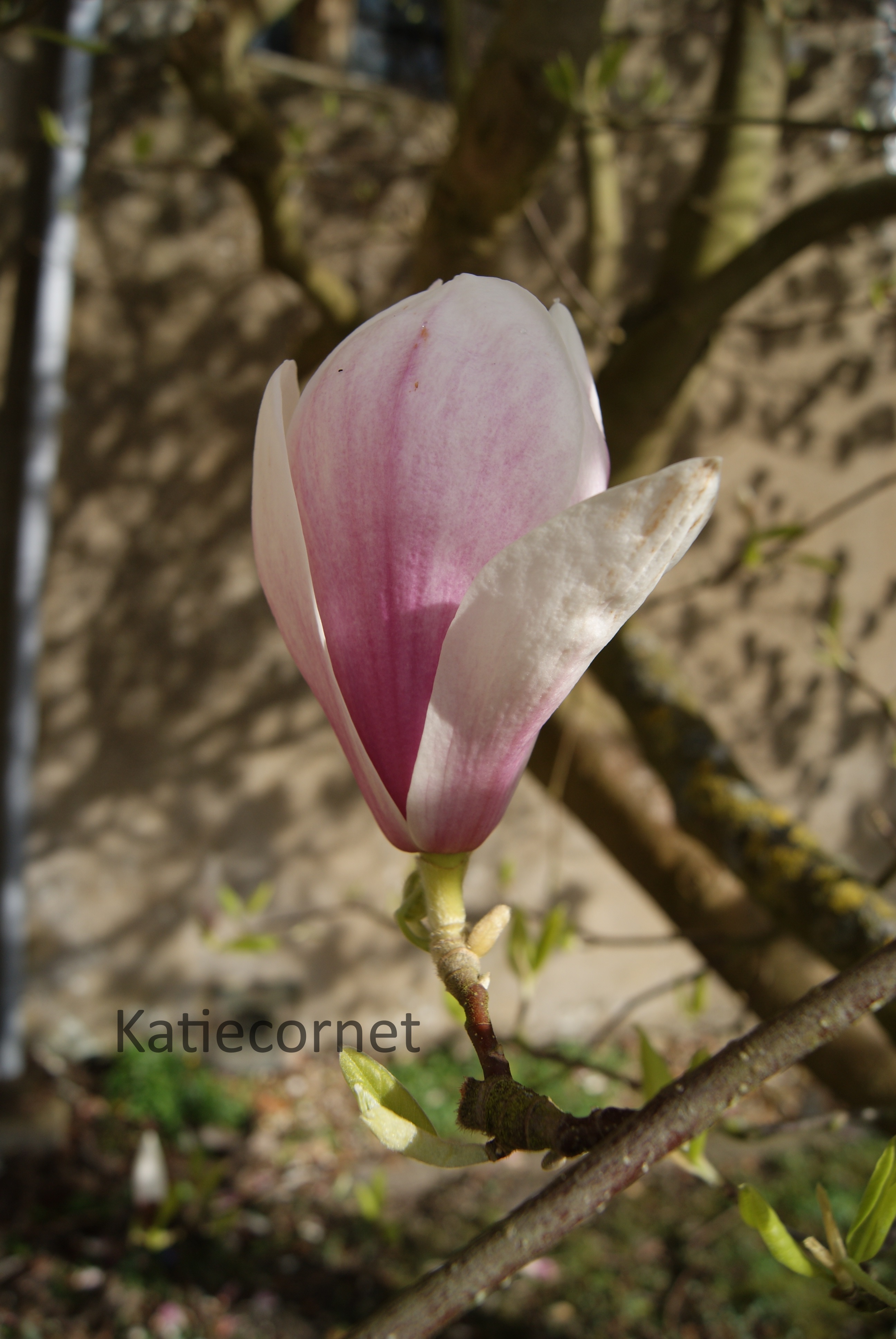 3.Magnolia bud.