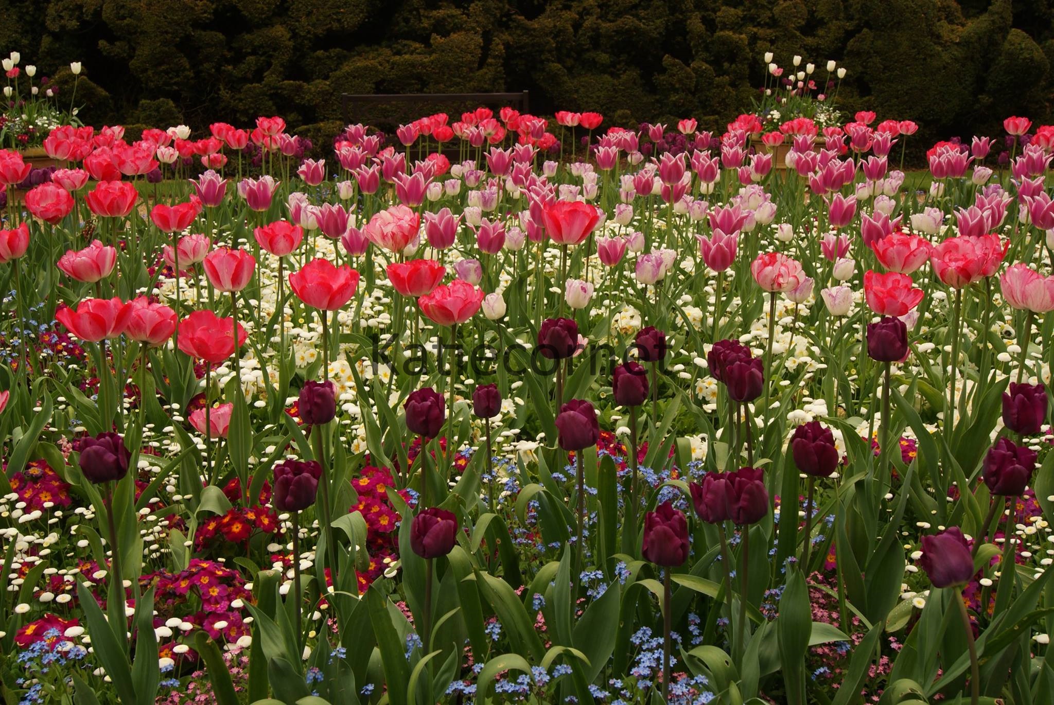 12.Tulips in full bloom