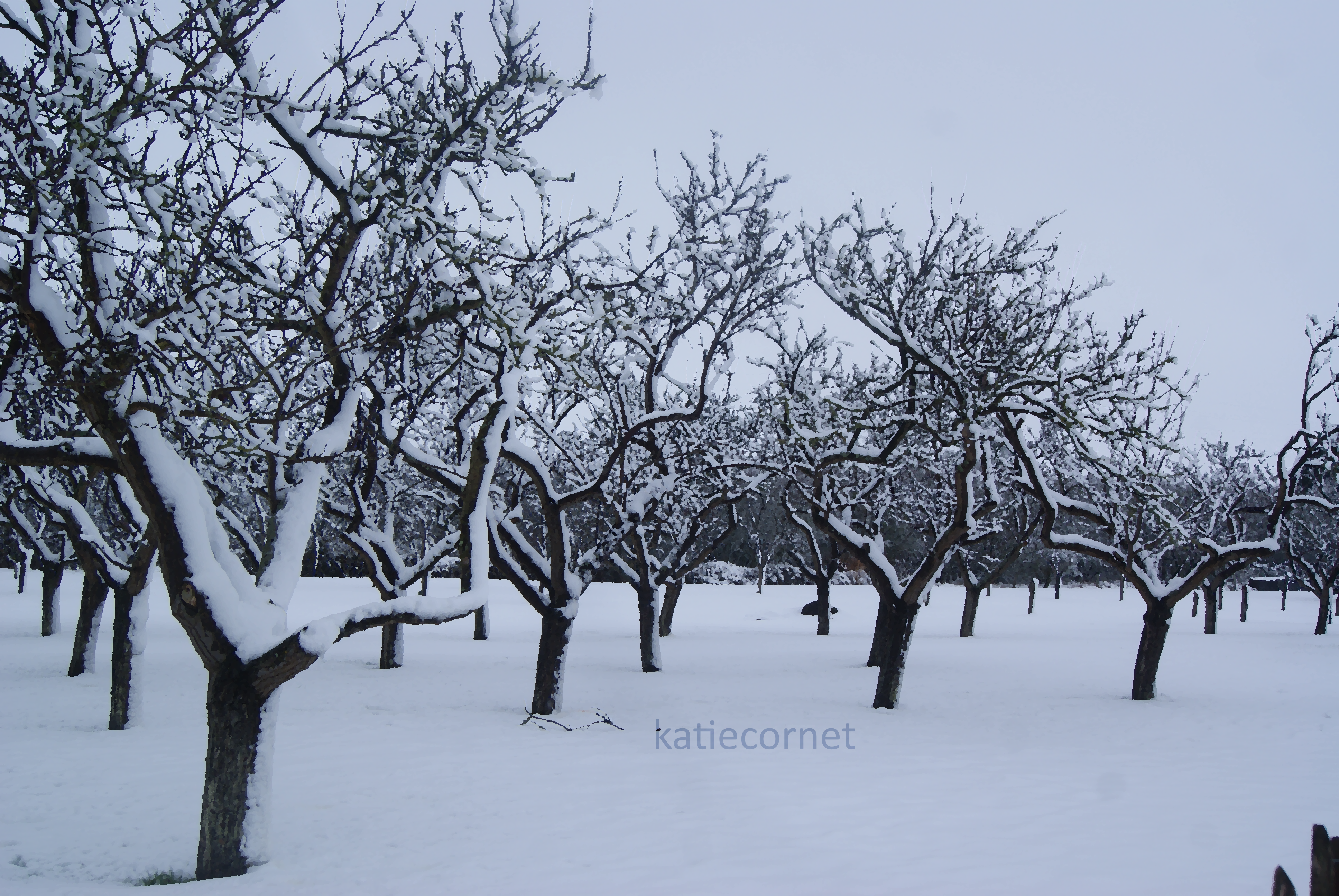21.Snowy Orchard