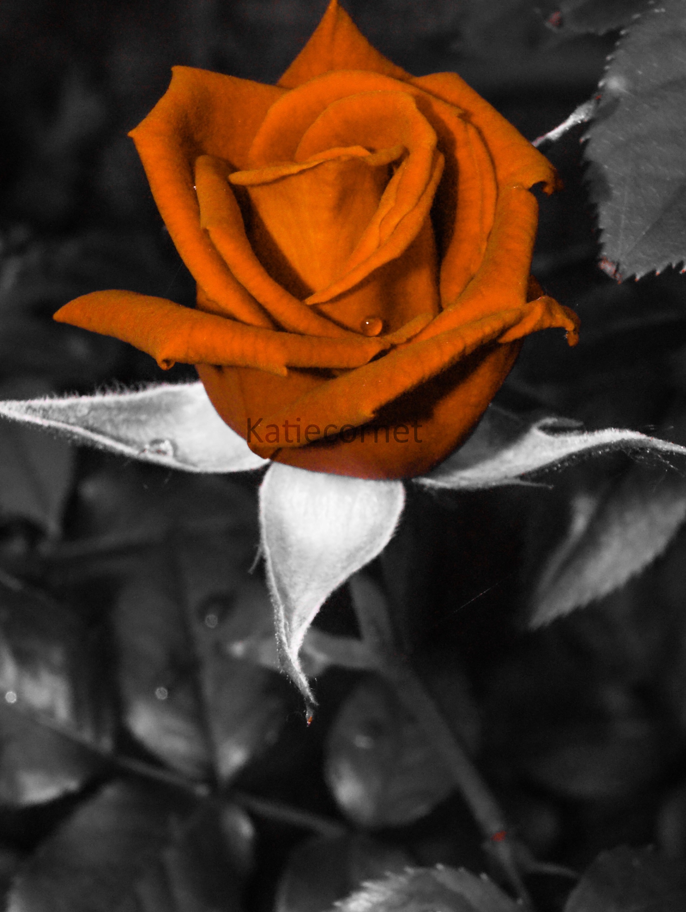 7.Cupid's Rose.
