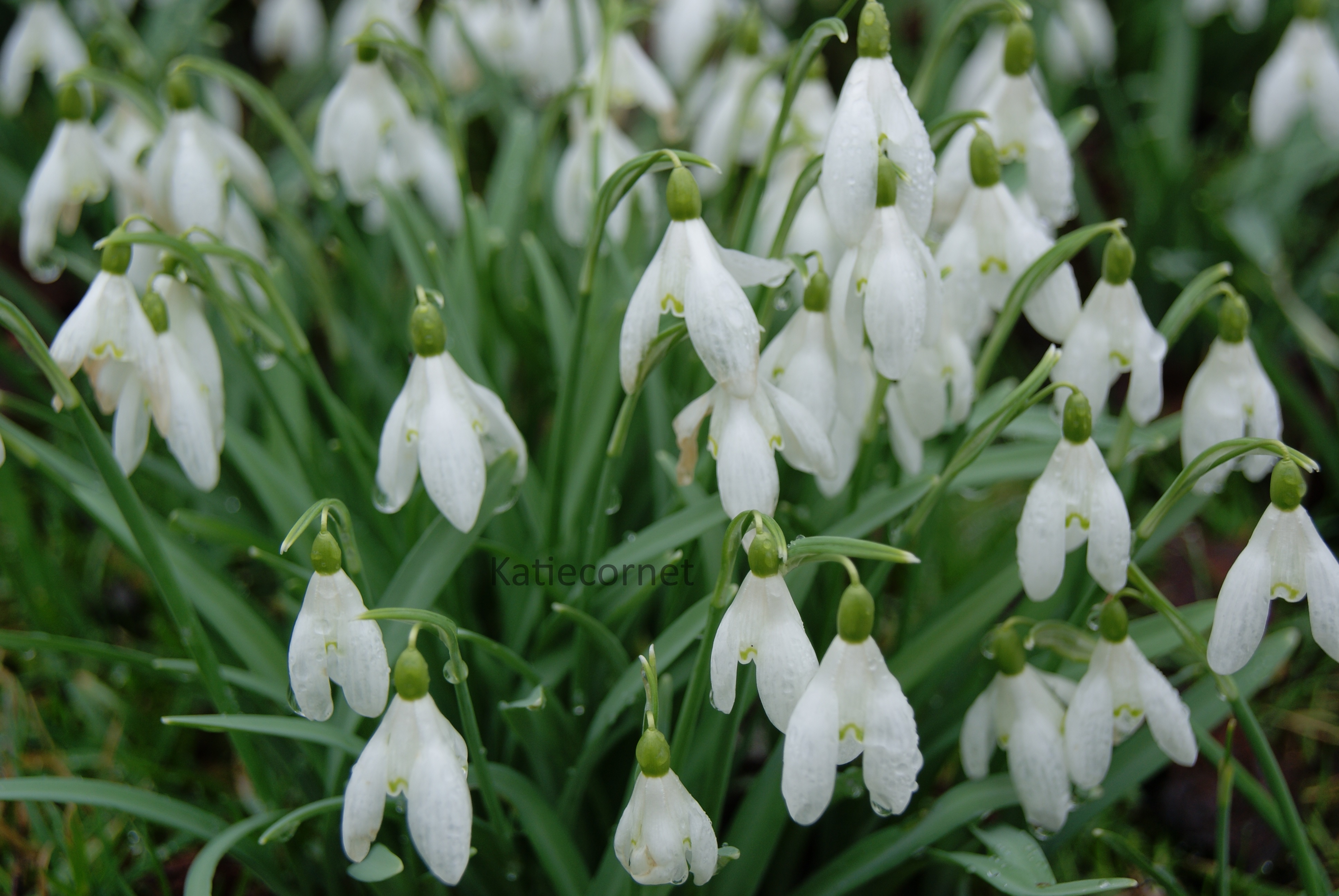 23 Snowdrops announcing springtime