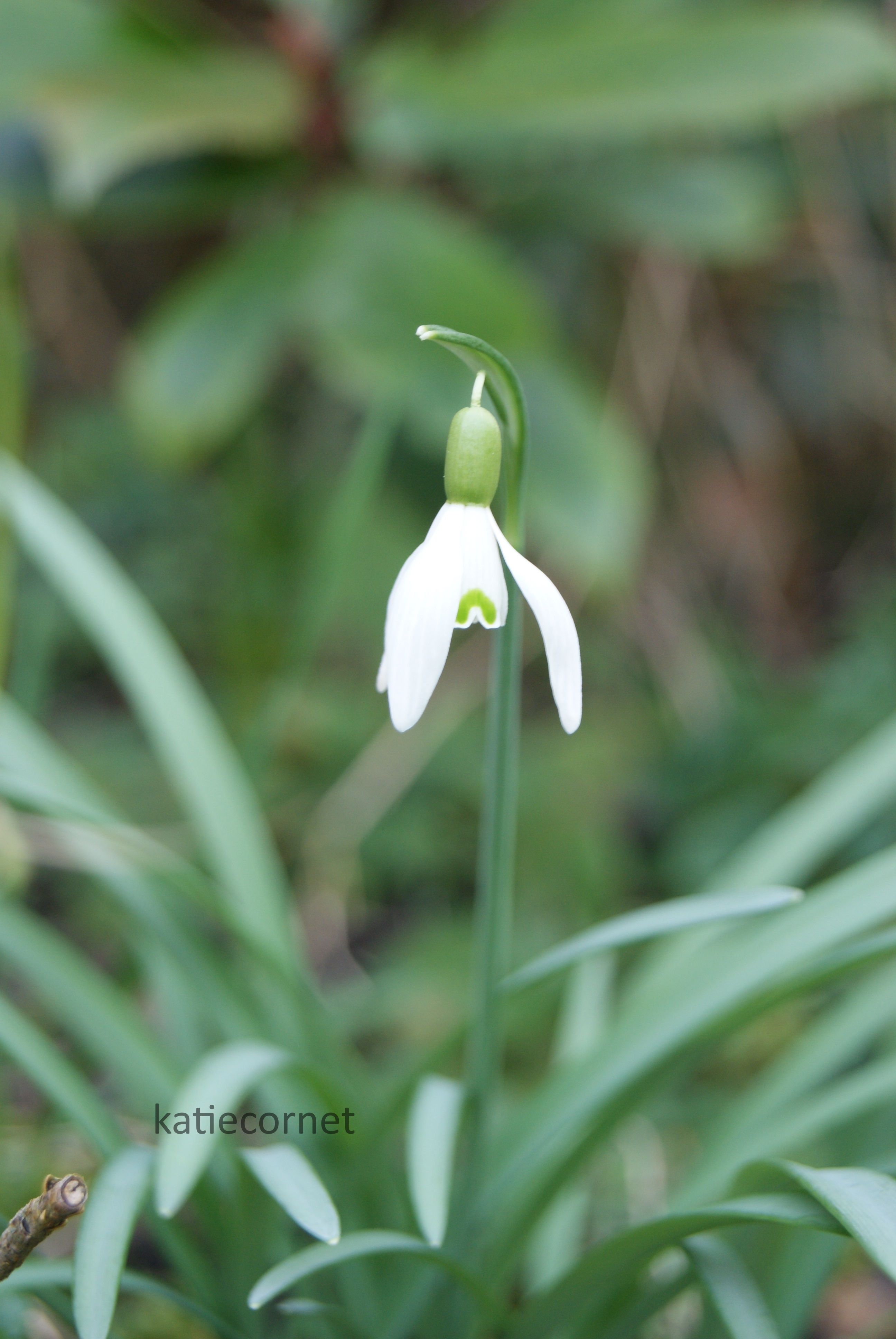24 Stunning Snowdrop Beauty.