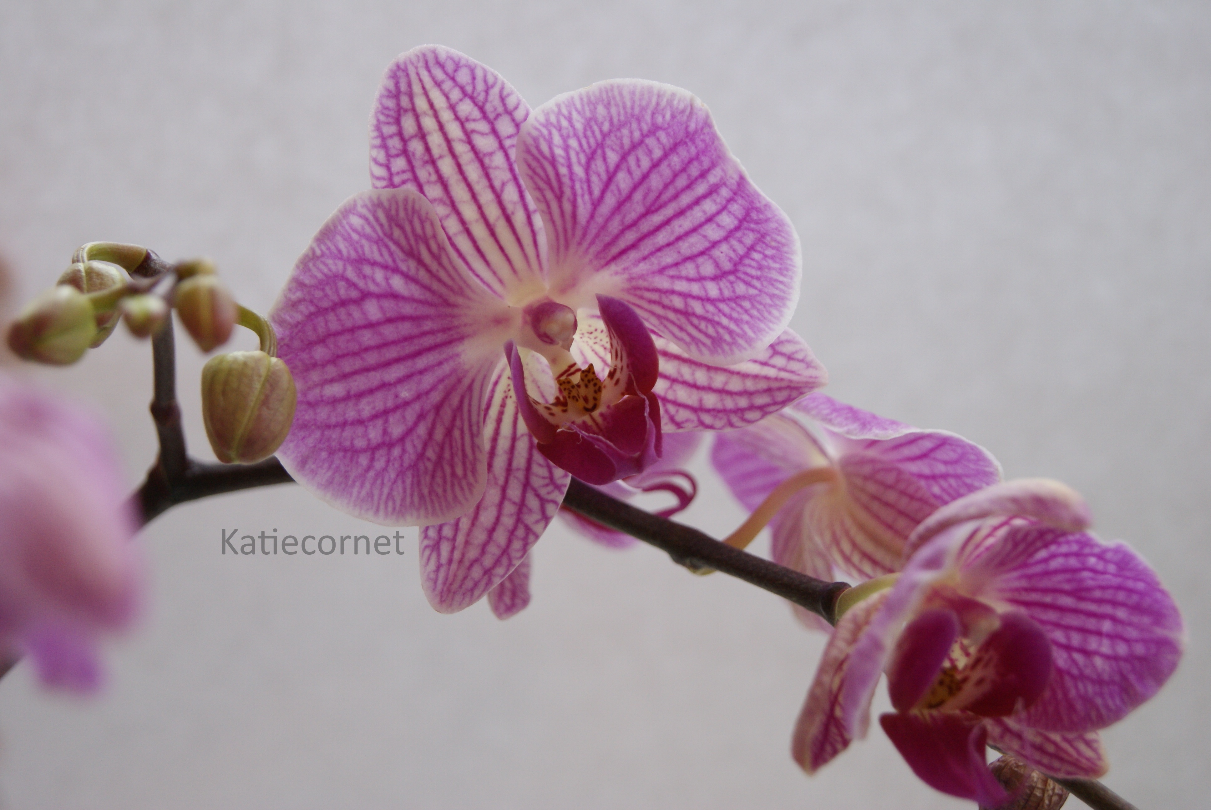 6.Pink Orchid.