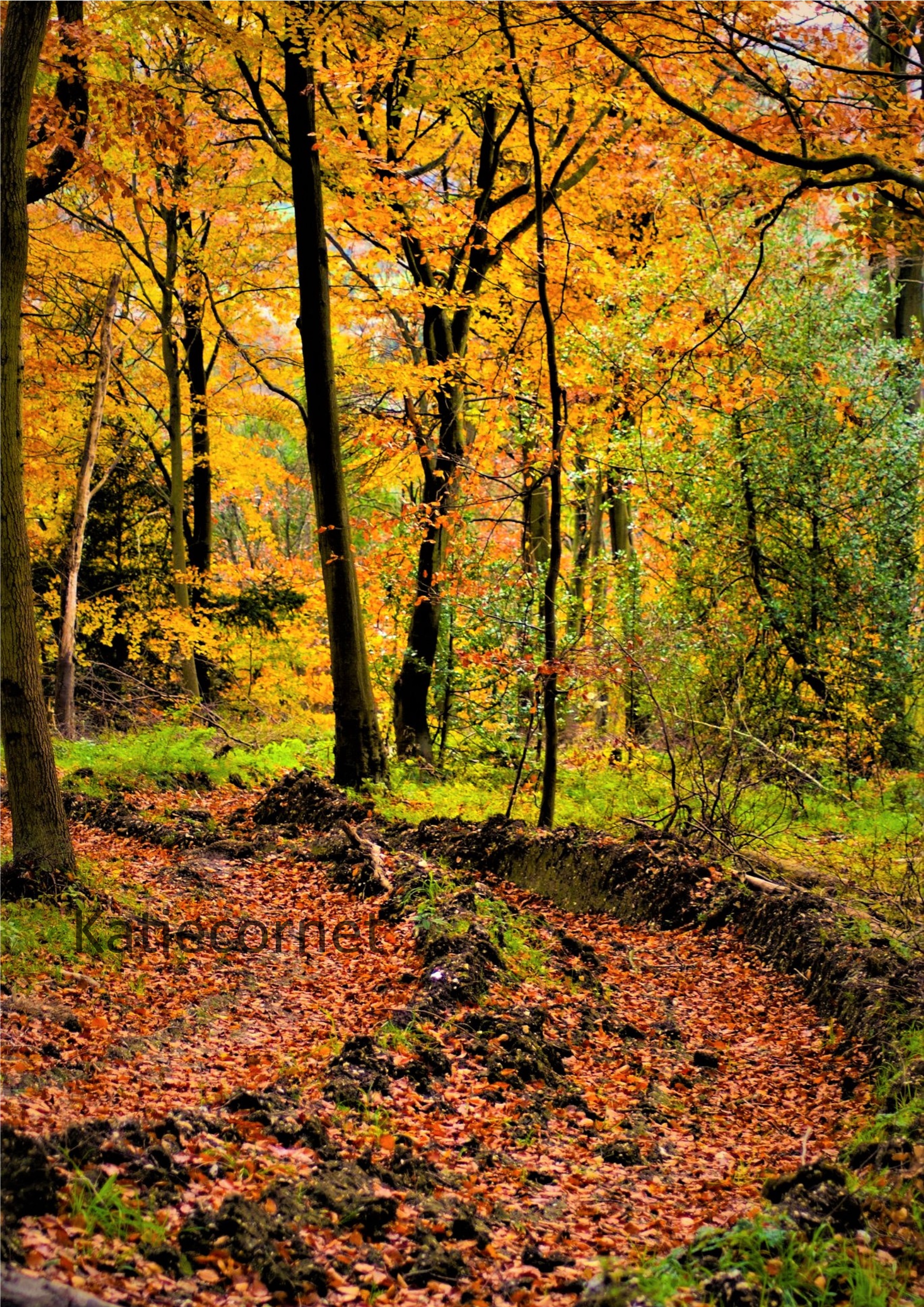 9.Red autumn leaf path, Wendover