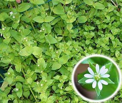 Chickweed: A Simple Plant with Powerful Healing Properties