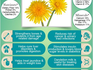 Dandelions: More Than a Weed