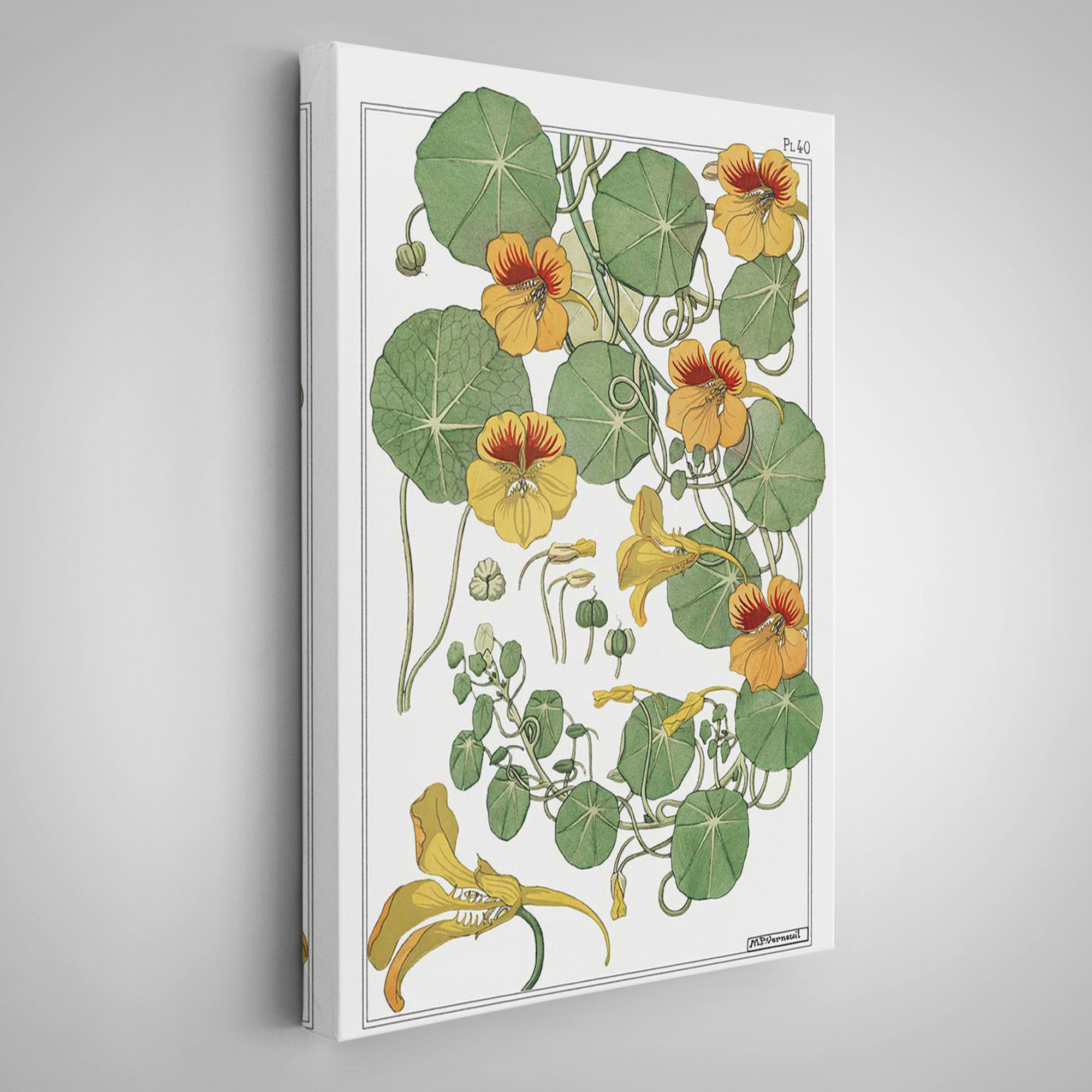 Nasturtium Çiçeği Kanvas Tablo