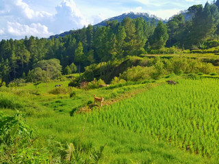 Tour Ekspedisi Toraja 'Sacred Highlands'