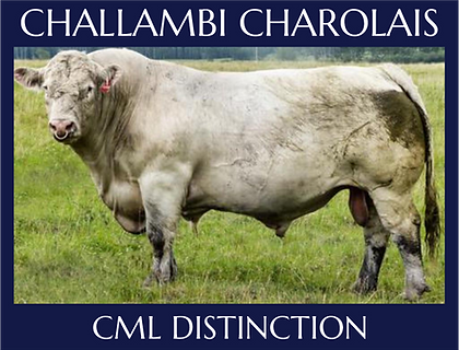 CML Distinction.png