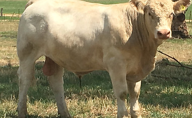 Challambi Qantas 2.JPG