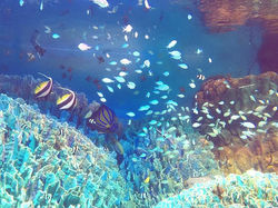 子と水族館へ。__息子が一番気になってたのは大きな水槽に潜ってエサをあげる飼育員