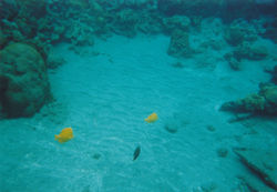 yellow.jpg