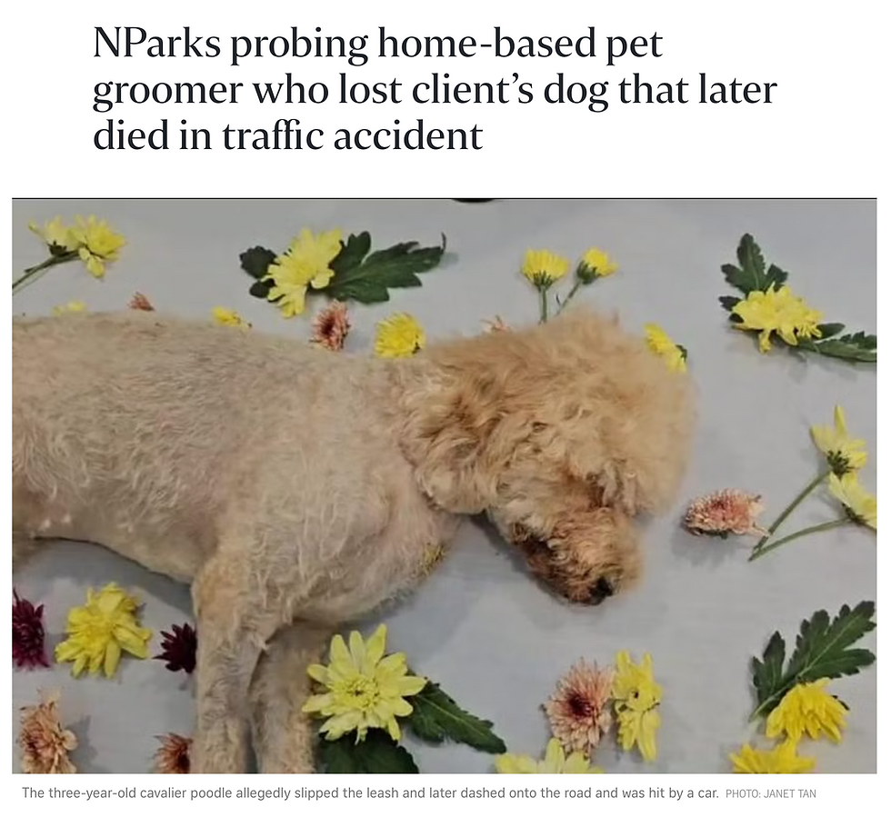 Memorial image of Emma, a beloved poodle, gently laid to rest in a serene bed of flowers, symbolizing peace and remembrance.
