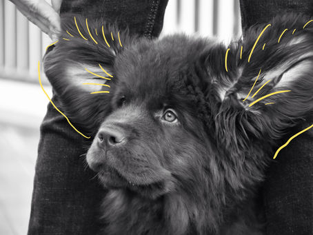 Ear Hair Removal: Keeping Your Dog’s Ears Clean and Comfy