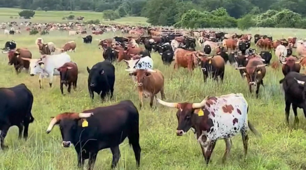 Continental Land Collective | Regenerative Ranching & Better Beef