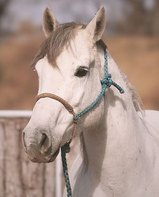 Ranch brood mare “Bluebell” at Nantz Quarter Horses in Graham, Texas