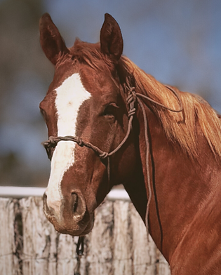 Ranch brood mare “Colette” at Nantz Quarter Horses in Graham, Texas