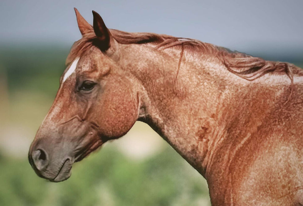 Clyde - Portrait, red roan Quarter Horse broodmare—big, stout, smooth-gaited ranch and performance mare with reining bloodlines, known for her power, dependability, and producing quick, trainable foals.