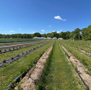 Rows of young perennial plantings at Brandon Family Farm in West Kingston, Rhode Island