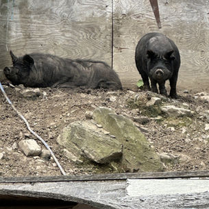 Pigs in a pen beside a weathered wooden shelter on a small Northeast farm
