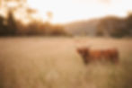 Highland Cattle Encounter
