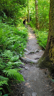 Pfad über Kasselbach 14.5.2024.jpg