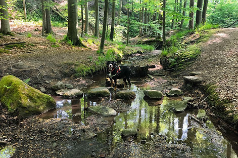 Trittsteine Rickbach 10.5.2024.jpg