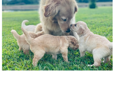 A Mama's Love is Priceless